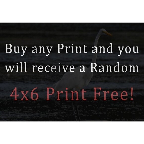 Fox Winter Landscape Snow Covered Trees‎ Watercolor Oil Painting Art Print - Picture 6 of 10